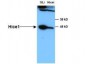 Anti-HICE1  Secondary Antibody